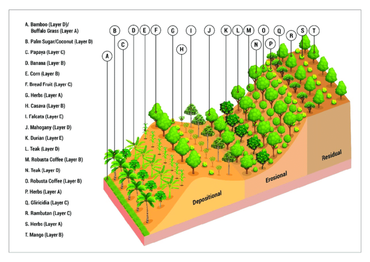 Illustration-of-Plant-Layout-Model-of-Agroforestry-Systems-to-Control-Landslides- agroforextry